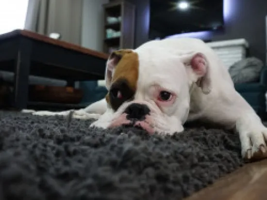 a brown and white dog standing in a room