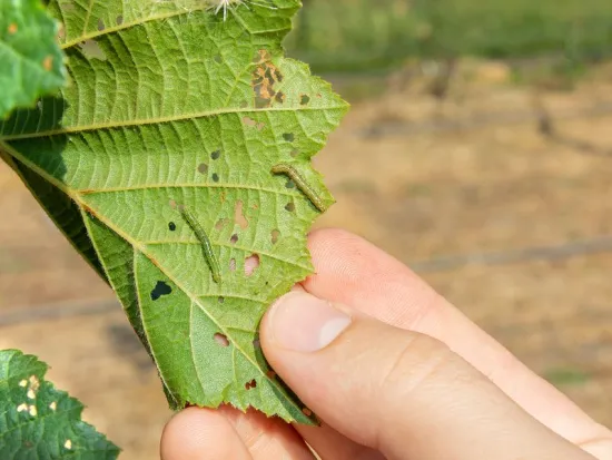 breda offers pest management solutions in atlanta