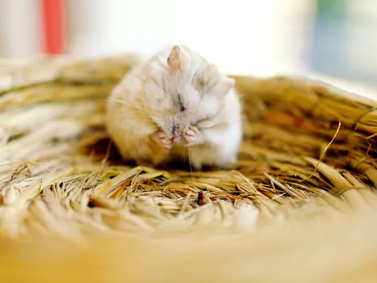 rodent pest management services in atlanta