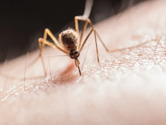 get mosquito extermination services in atlanta