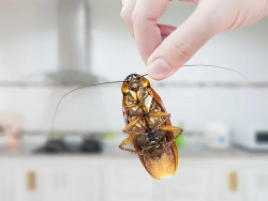 a hand holding an insect