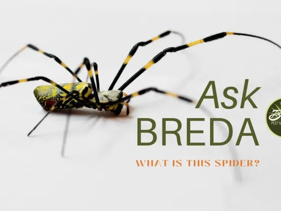 breda offers pest management solutions in atlanta