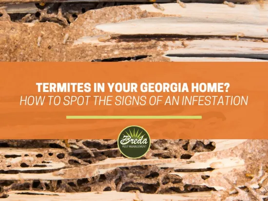 termite damage in section of wood