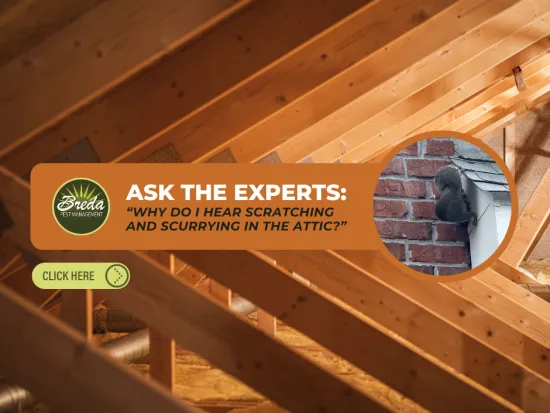 Interior view of attic with wooden beams and pest management ad about hearing scratching sounds in the attic
