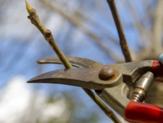 a close up of a tree
