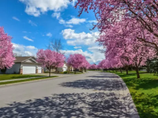 a tree with pink flowers and grass