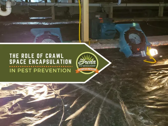 Crawl space encapsulation with black plastic sheeting and fans for pest prevention and moisture control.