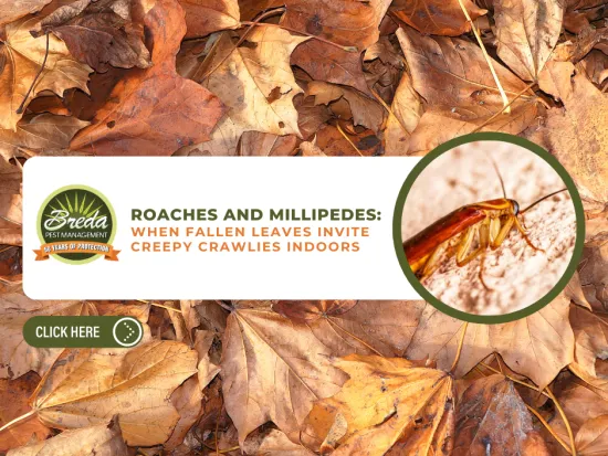 Roaches and millipedes on fallen autumn leaves with pest control message and Breda Pest Management logo.