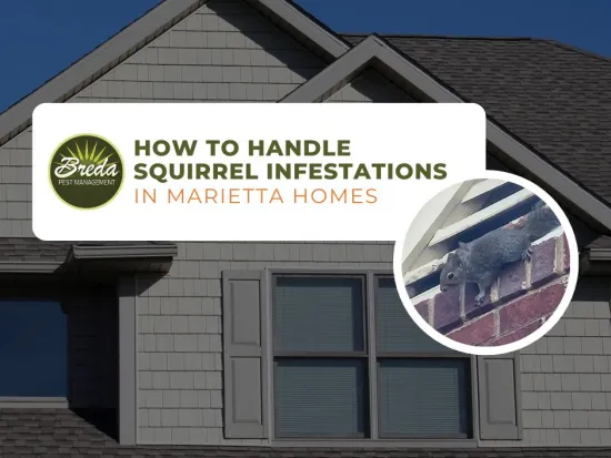 squirrel infestation in marietta georgia home