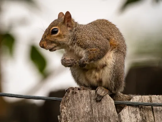 breda offers rodent removal services in atlanta