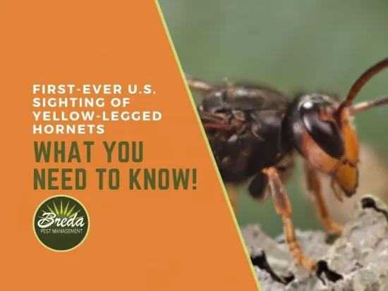 yellow-legged hornet on a rock