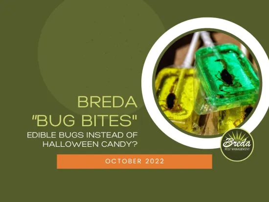 edible bug lollipops