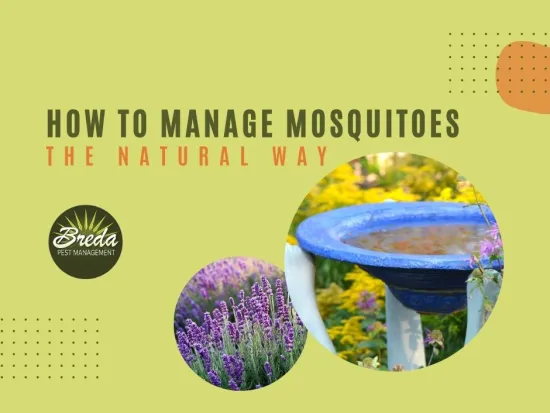 natural mosquito management options