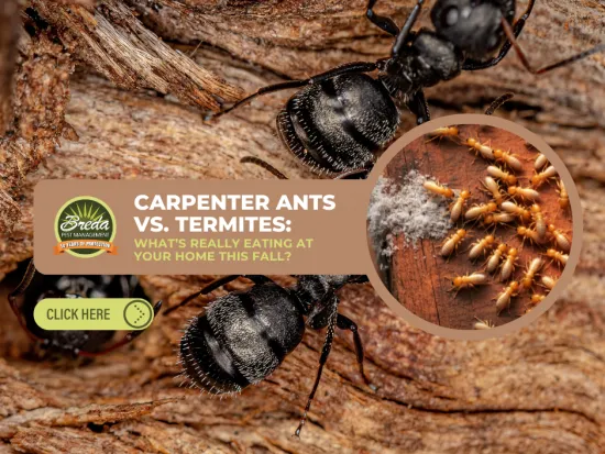 Close-up of carpenter ants on wood with inset showing termites eating wood details for pest control comparison.