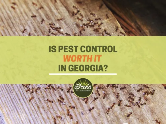 Blog Breda Pest Management