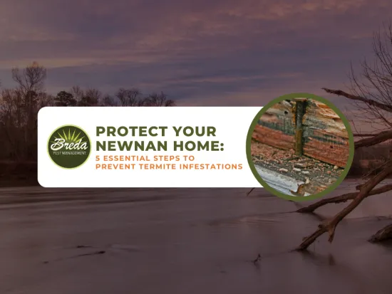 Newnan GA termite control and prevention prevent termite infestations
