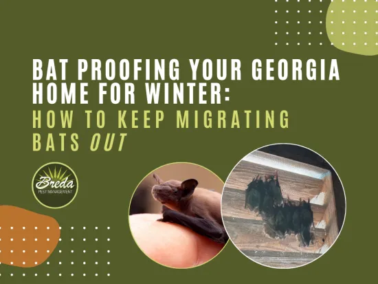 migrating bats bat proofing Georgia home