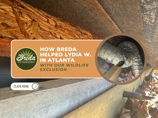 Wildlife exclusion service by Breda Pest Management removing animals from a crawl space in Atlanta home.