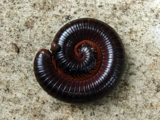 Millipede