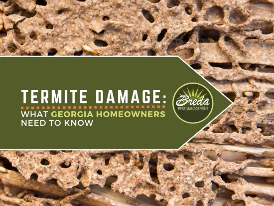 termite damage termite tunneling