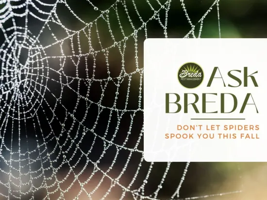 a close-up of a spider web