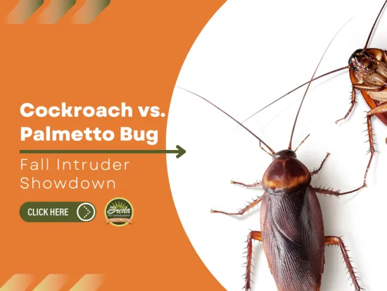 Close-up of a cockroach and palmetto bug with fall-themed orange design and comparison text.