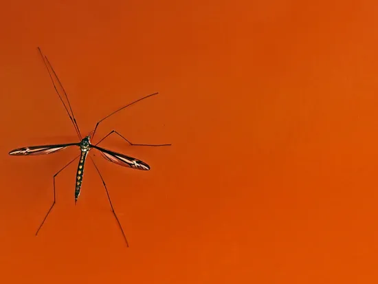 breda offers mosquito treatment services in atlanta