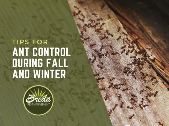 tips for ant control in georgia BREDA pest management