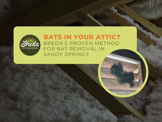 bats in attic in Sandy Springs Georgia bat removal
