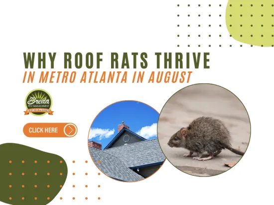 Roof rat on ground and house roof image with text about roof rats thriving in Metro Atlanta in August