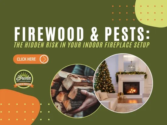Firewood and pests risk in indoor fireplace setup with stacked wood and cozy decorated living room fireplace.