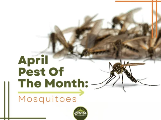 April pest of the month highlighting mosquitoes with close-up image and Breda Pest Management logo.