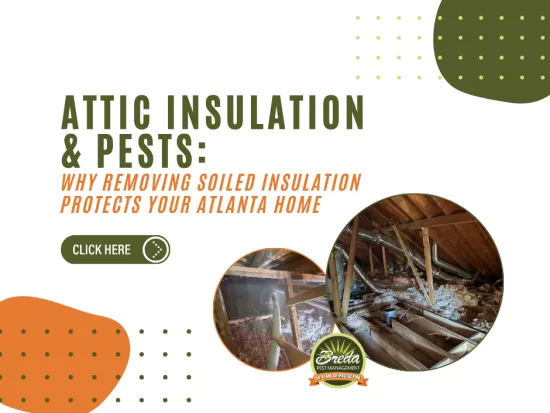 Attic insulation removal and pest prevention in an Atlanta home with soiled insulation and wooden beams.