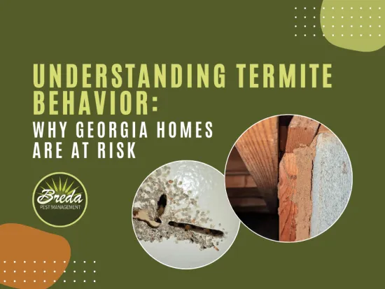 termite damage on Georgia home understanding termite behavior