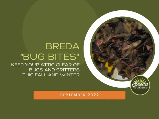 bats hanging upside down in a group