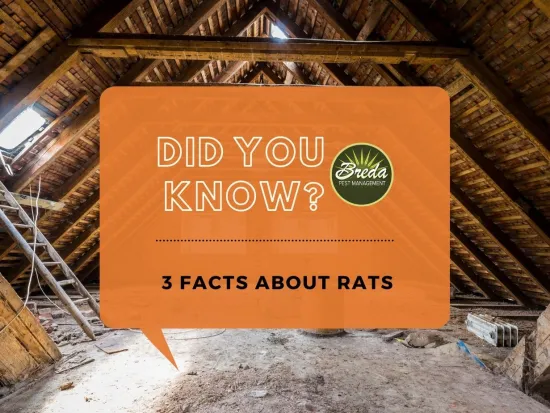 pest control in atlanta, GA