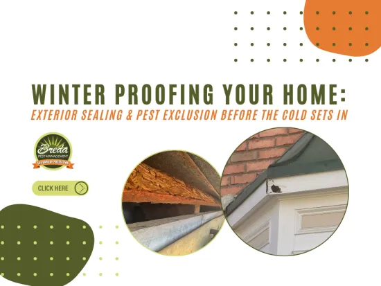 Winter proofing home with exterior sealing and pest exclusion tips before cold weather, showing damaged wood and sealant areas.