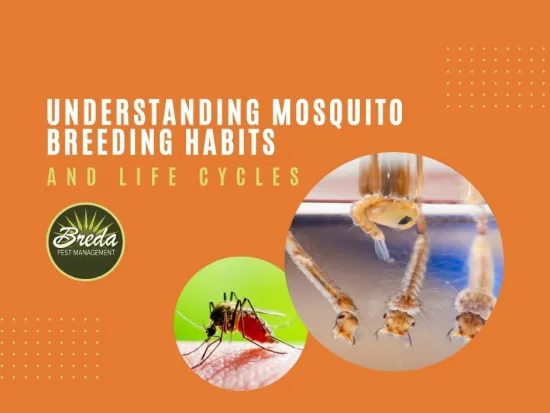 mosquito breeding habits mosquito life cycle