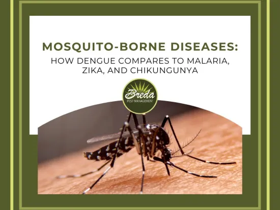 mosquito borne diseases dengue malaria zika chikungunya