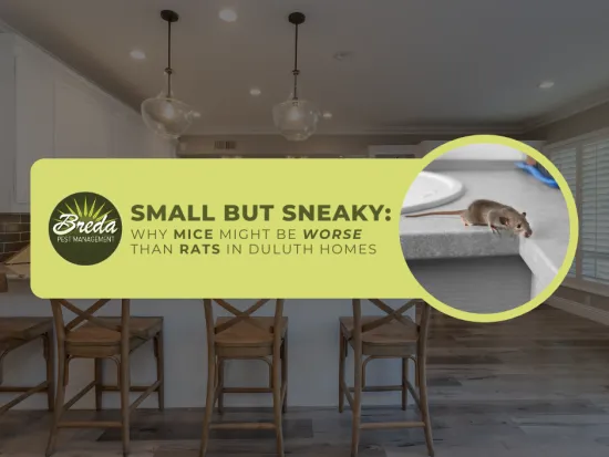 rodent control in Duluth Georgia