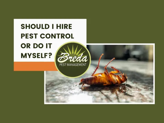 dead roach laying upside on a kitchen counter