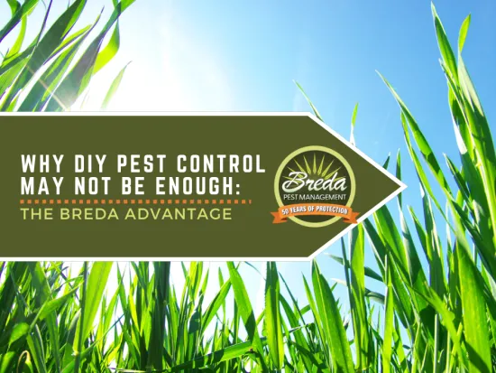 Sunlight shines through green grass with Breda Pest Management logo and DIY pest control message.