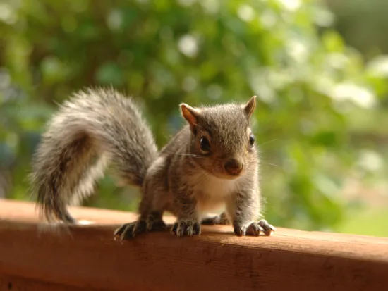 breda offers pest removal services in atlanta