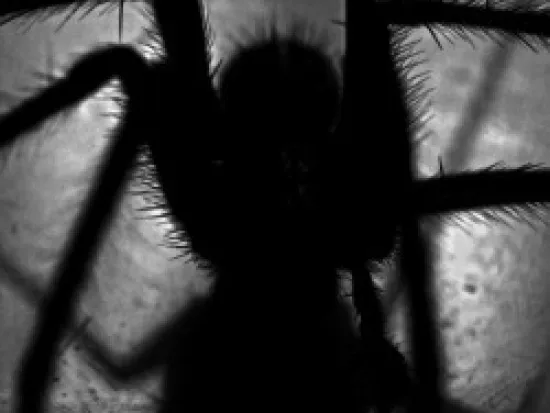 a spider's shadow