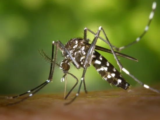 a close up of a mosquito