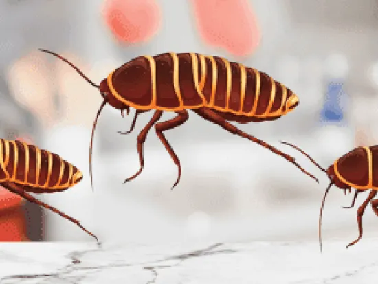 a close up of an animal