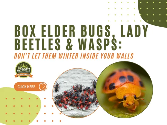 Cluster of box elder bugs and close-up of a lady beetle warning against indoor winter pests with pest control logo.