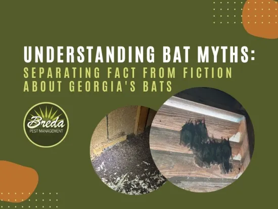 bats hanging in Georgia attic bat guano Georgia bat facts
