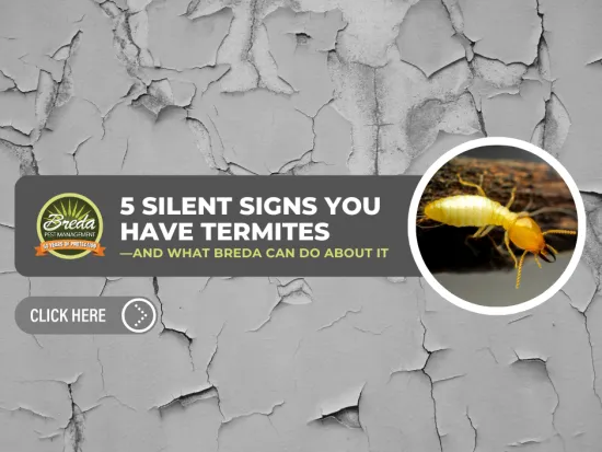 Close-up of termite on wood with cracked paint background and text about silent termite signs and pest control.