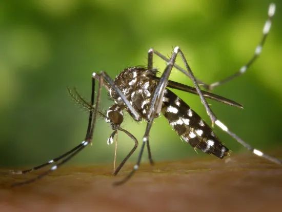 mosquito treatment services in atlanta